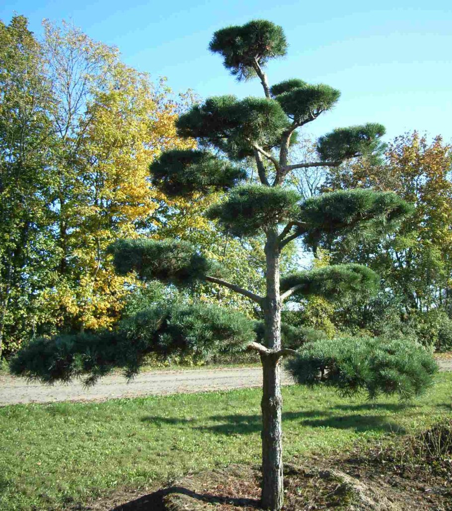 Сосна Pinus nigra