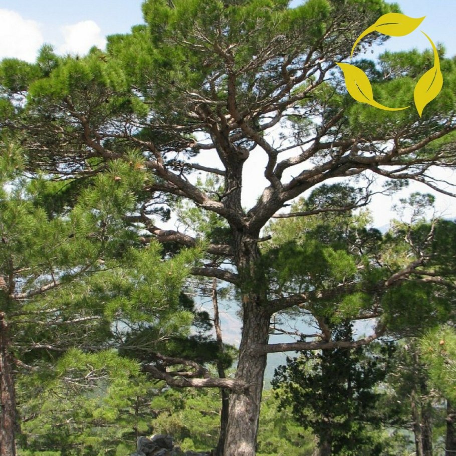 Сосна Pinus nigra