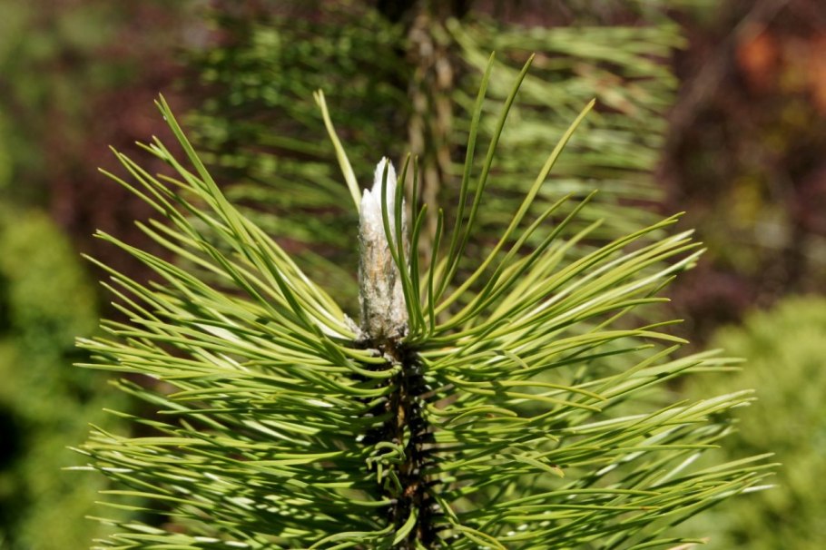 Pinus nigra globosa
