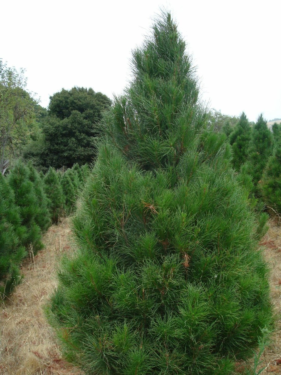 Сосна румелийская Pinus peuce