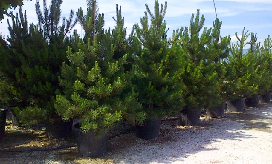 Сосна Pinus nigra