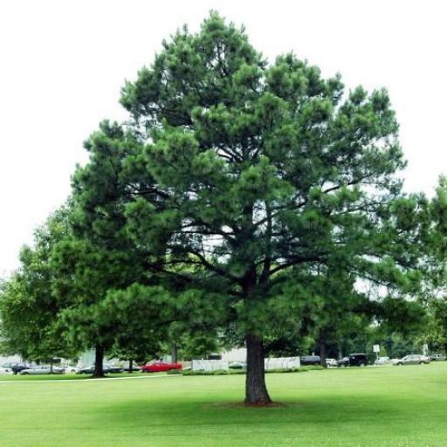 Pinus nigra
