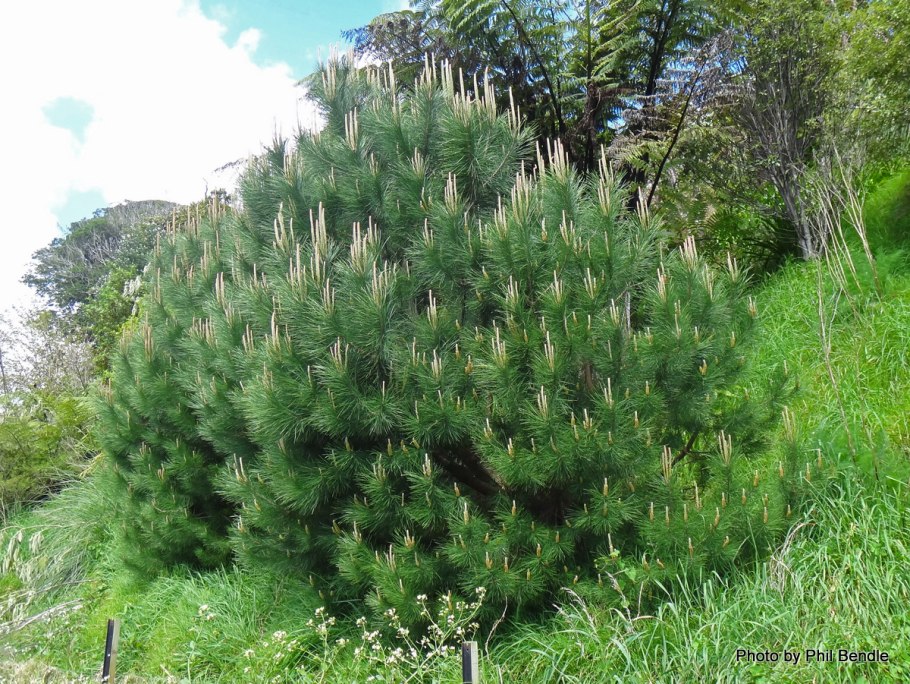 Сосна черная (Pinus nigra)