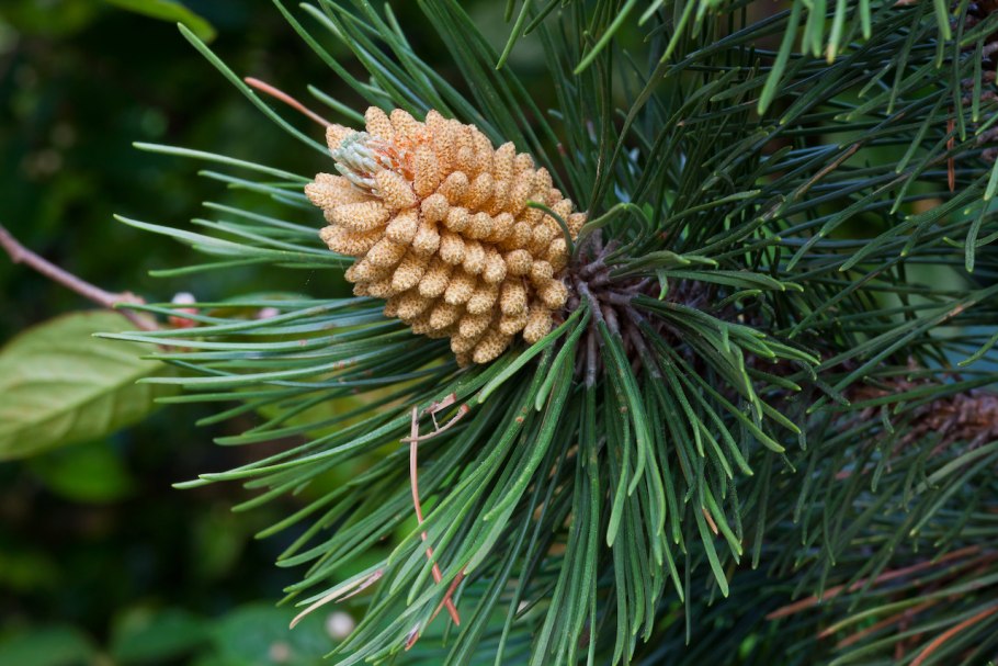 Сосна Тунберга Pinus thunbergii