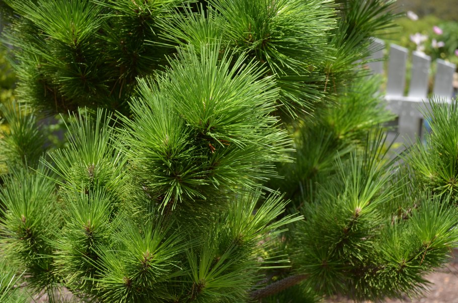 Сосна Австрийская( Austrian Pine)