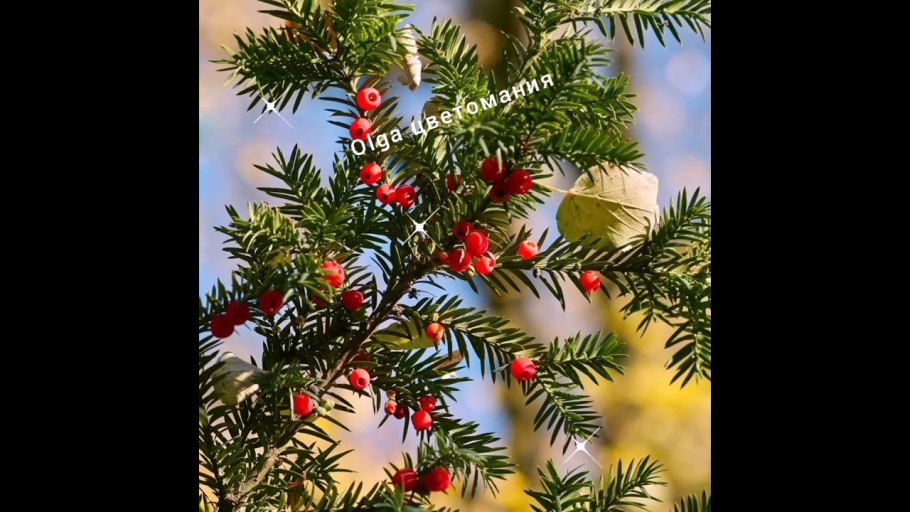 Тис ягодный Taxus baccata