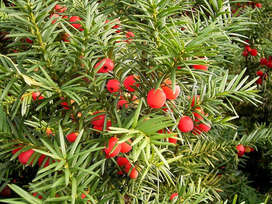 Тис ягодный Taxus baccata