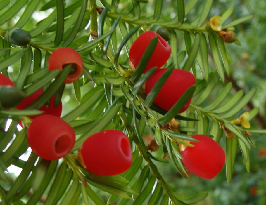 Тисс taxus baccata