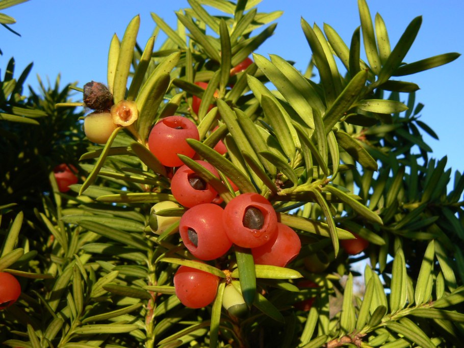 Тис ягодный кавказский заповедник