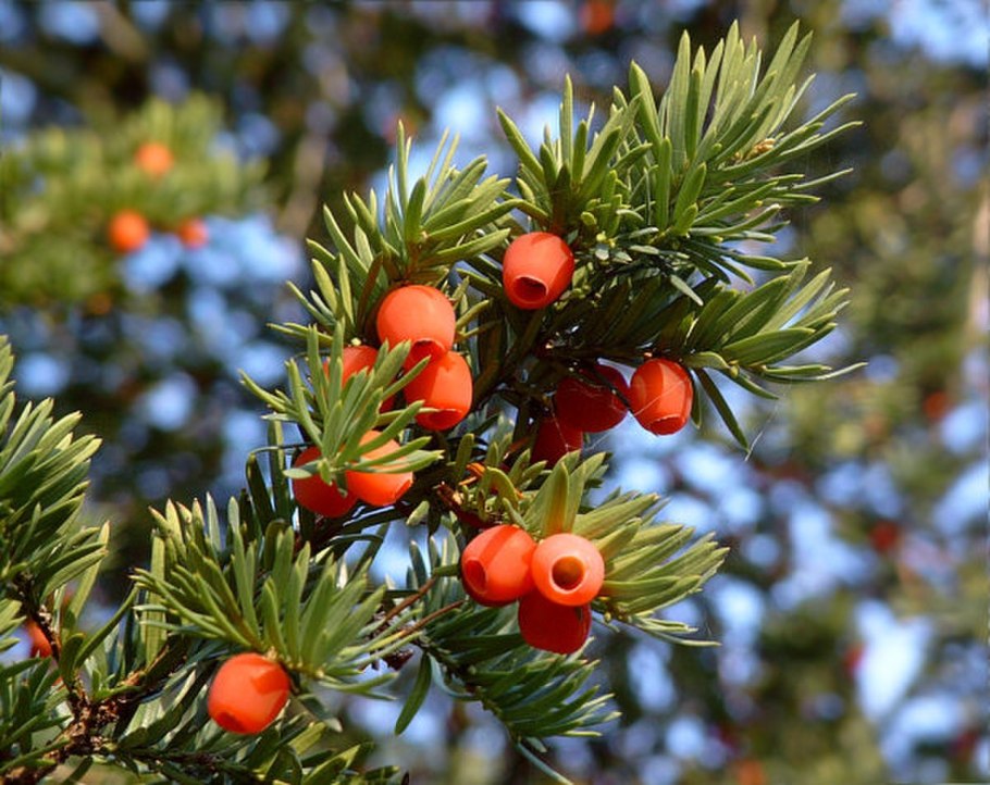 Taxus cuspidata