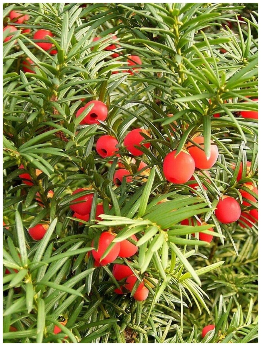 Тис ягодный taxus baccata