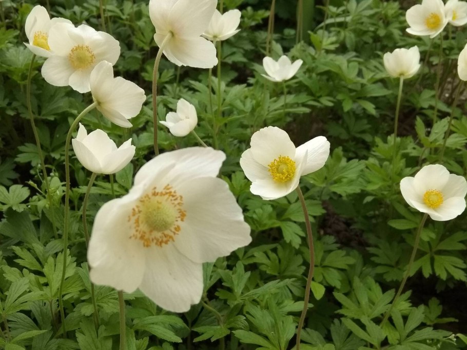 Ветреница туполопастная