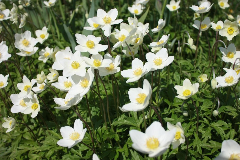 Ветреница Лесная (Anemone Sylvestris)