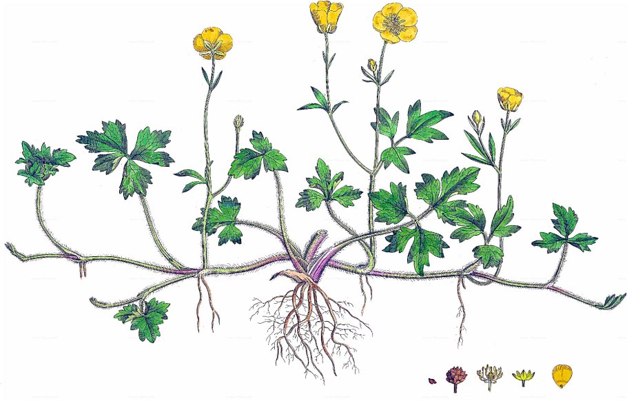 Ветреница (анемона) Лесная (Anemone Sylvestris)