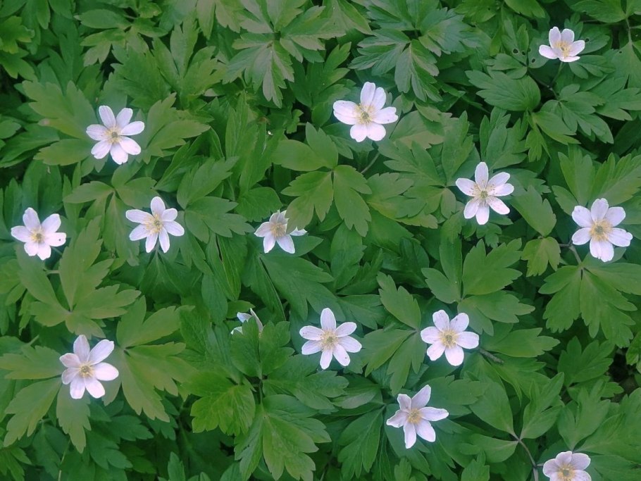 Лютик ползучий корневище