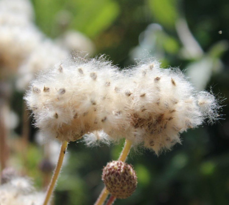 Ветреница Боровая