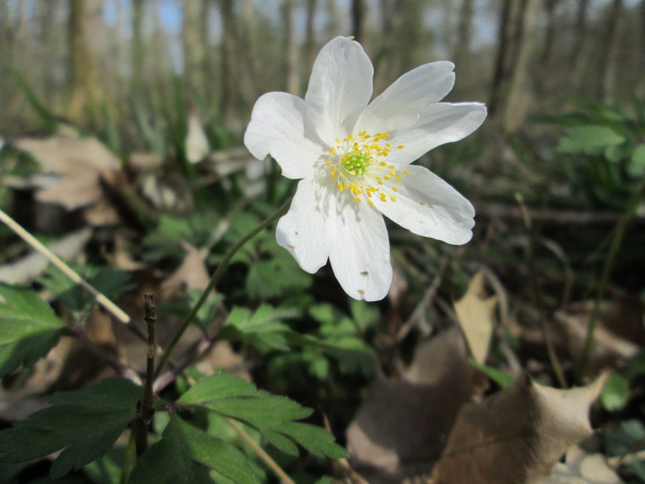 Ветреница Лесная - Anemone Sylvestris l.