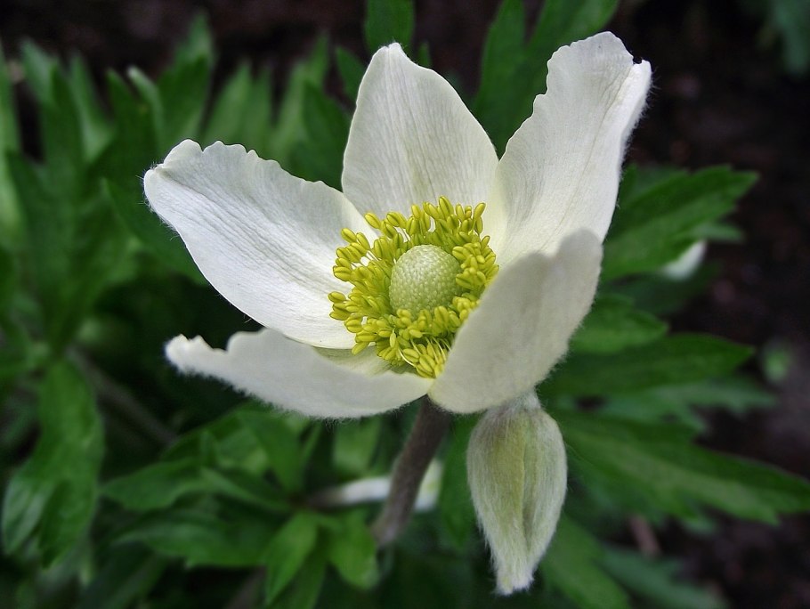 Ветреница Лесная (Anemone Sylvestris)