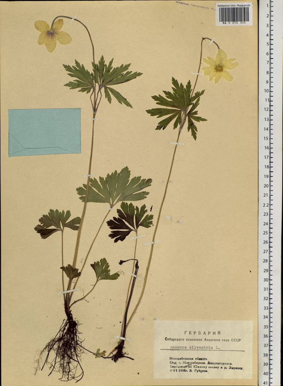 Анемона Весенняя ветреница