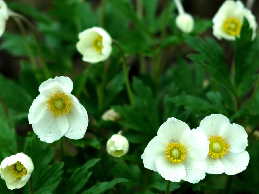 Ветреница Дубравная