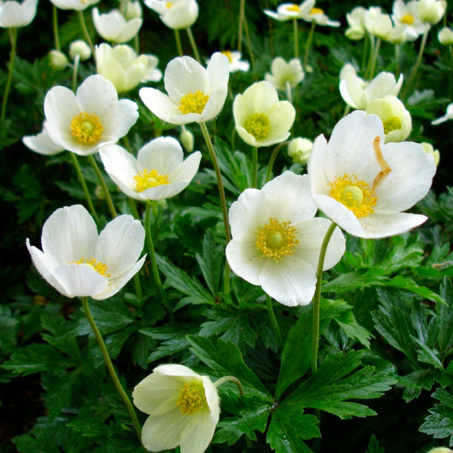 Ветреница (анемона) Лесная (Anemone Sylvestris)