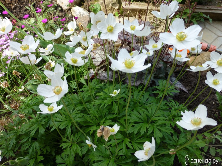 Анемон, ветреница (Anemone)