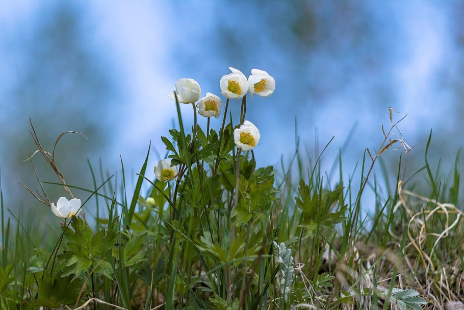 Ветреница Лесная (Anemone Sylvestris)
