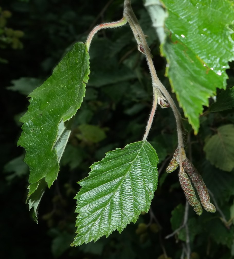 Alnus incana (ольха серая) 'pendula'
