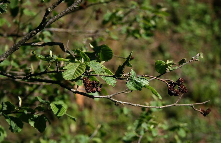 Ольха серая Alnus incana