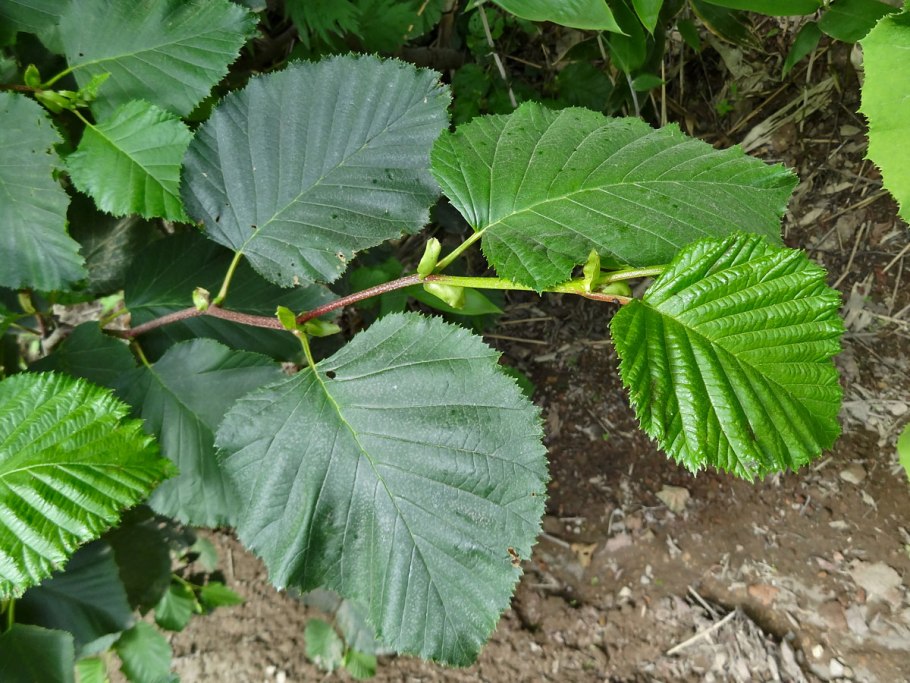 Alnus incana Aureomarginata