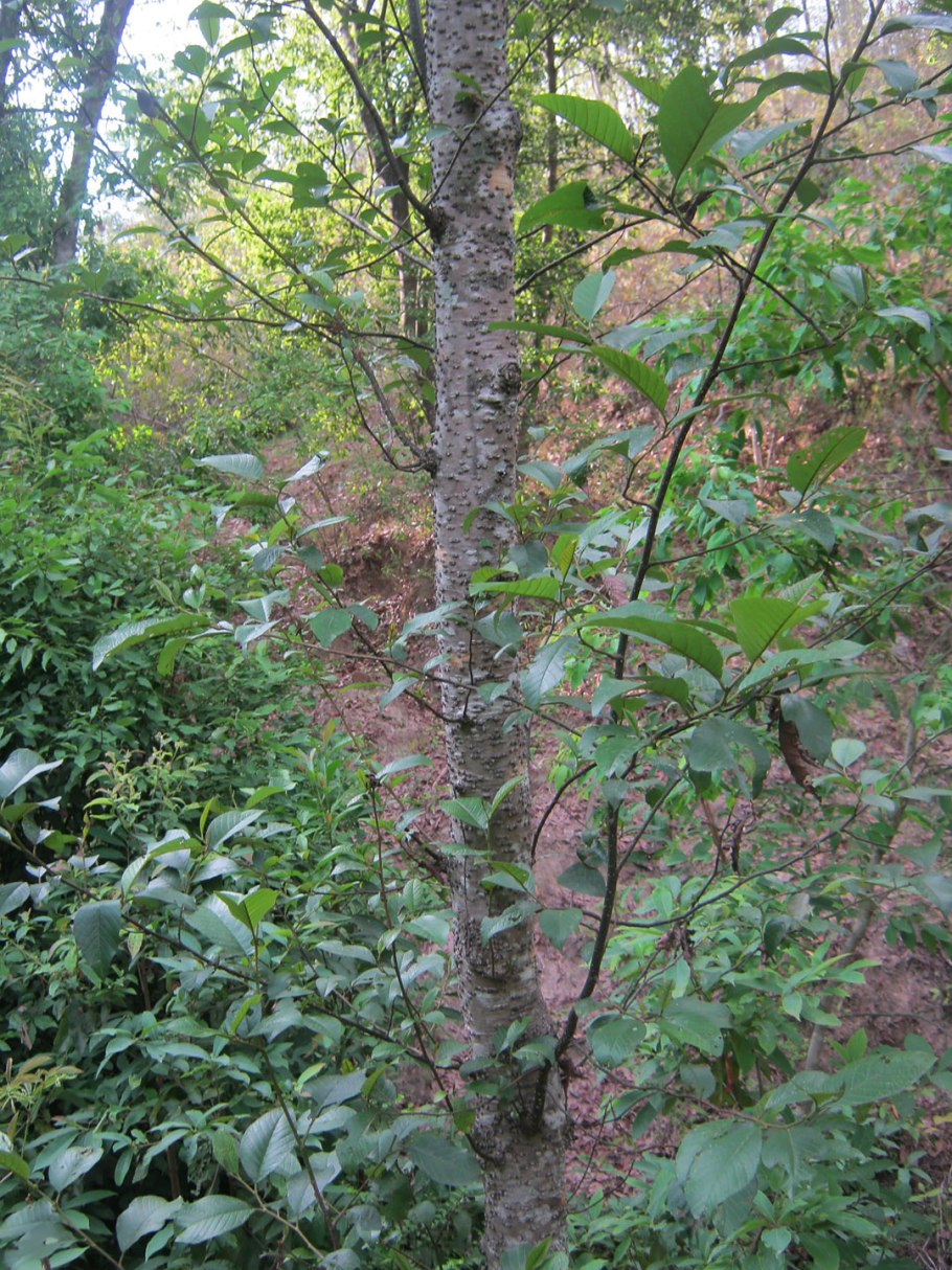 Alnus glutinosa почки