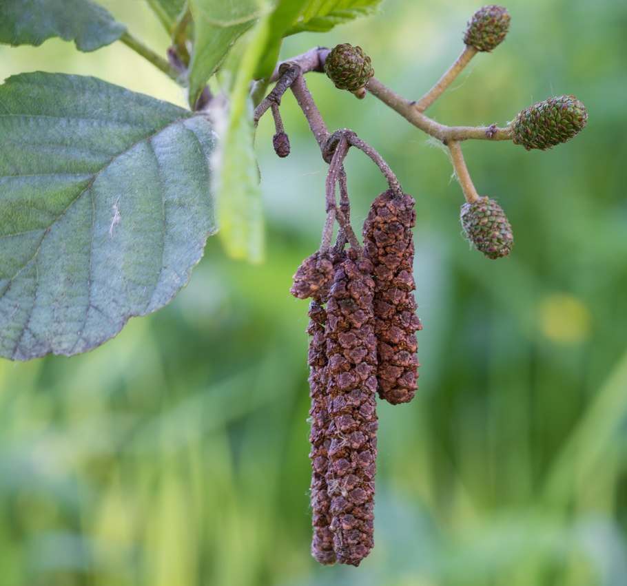 Виды ольха Alnus cordata
