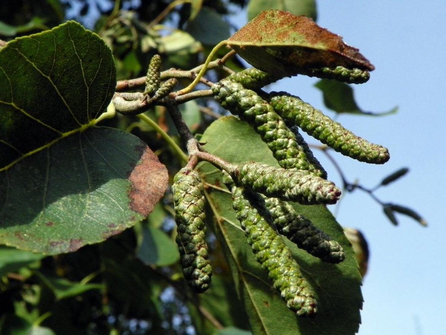 Ольха серая Alnus incana
