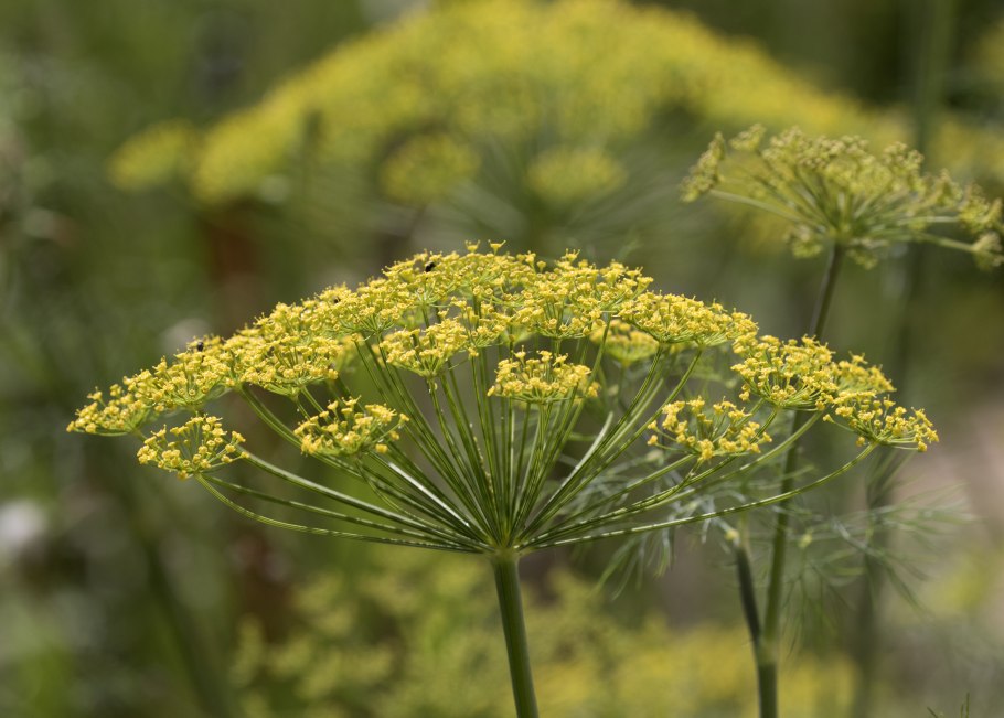Фенхель (Foeniculum)