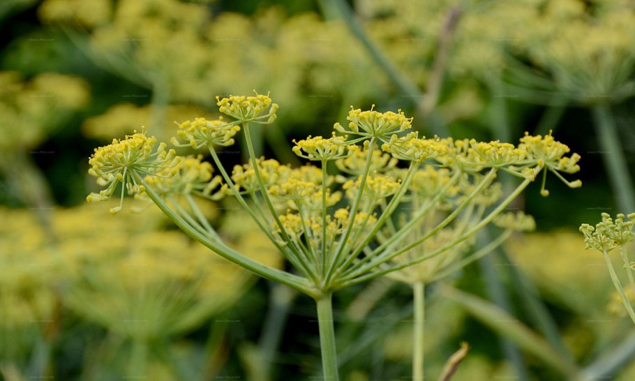 Foeniculum vulgare турининг биоэкологик хусусиятлари диссертацияўсимли