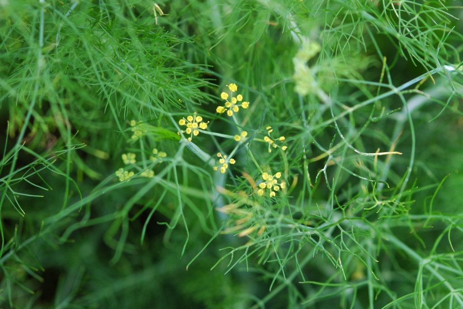 Фенхель обыкновенный Foeniculum vulgare