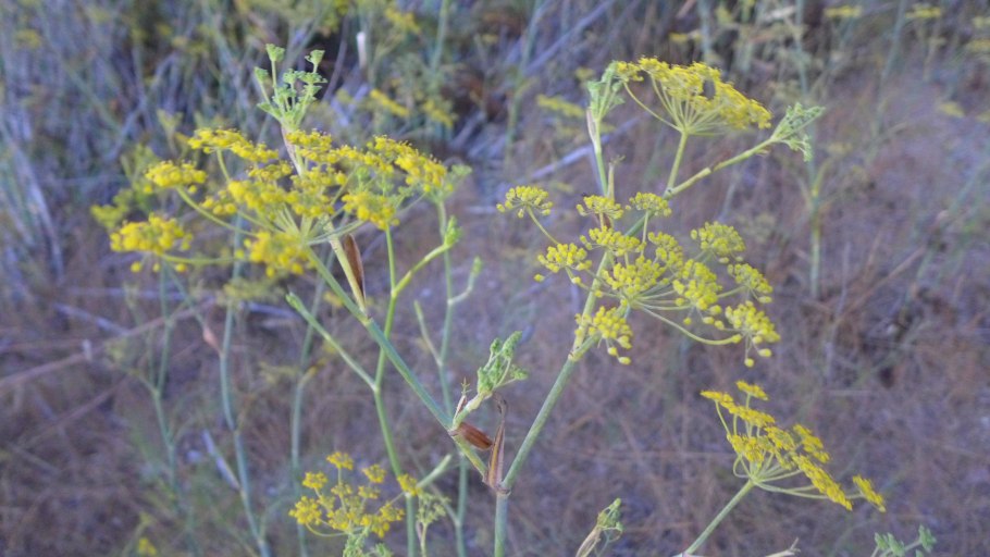 Фенхель (Foeniculum)