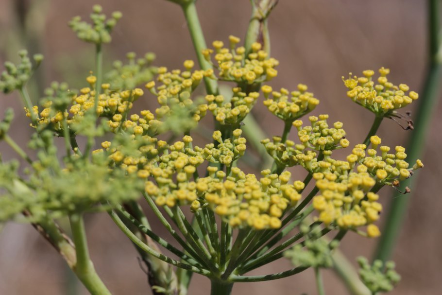 Foeniculum vulgare семена