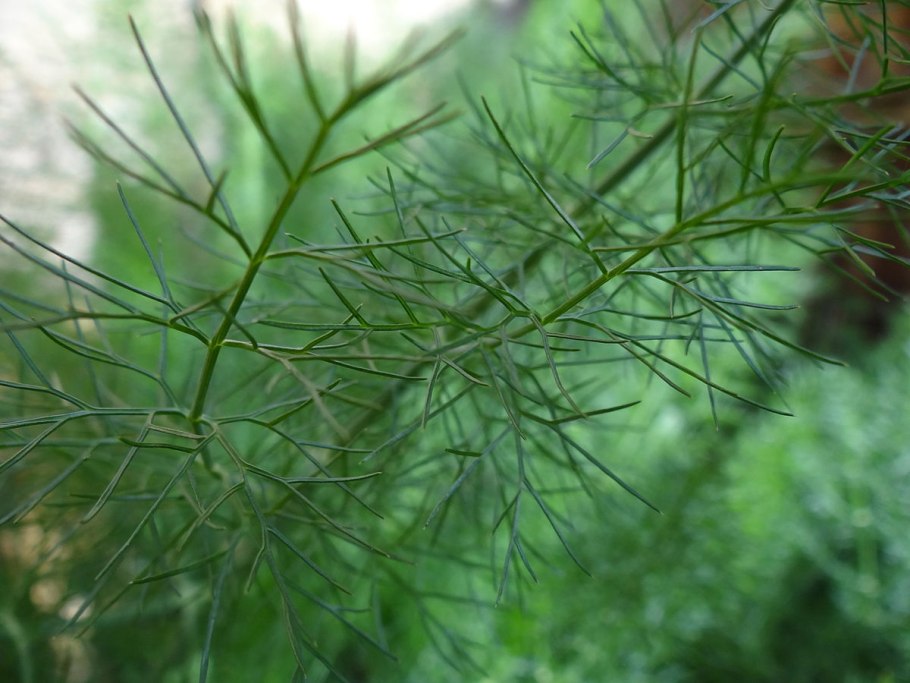 Фенхель. Foeniculum vulgare
