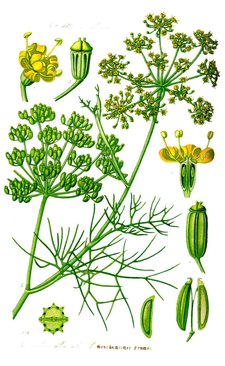 Фенхель обыкновенный Foeniculum vulgare