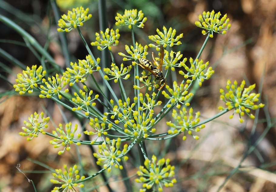 Фенхель обыкновенный Foeniculum vulgare