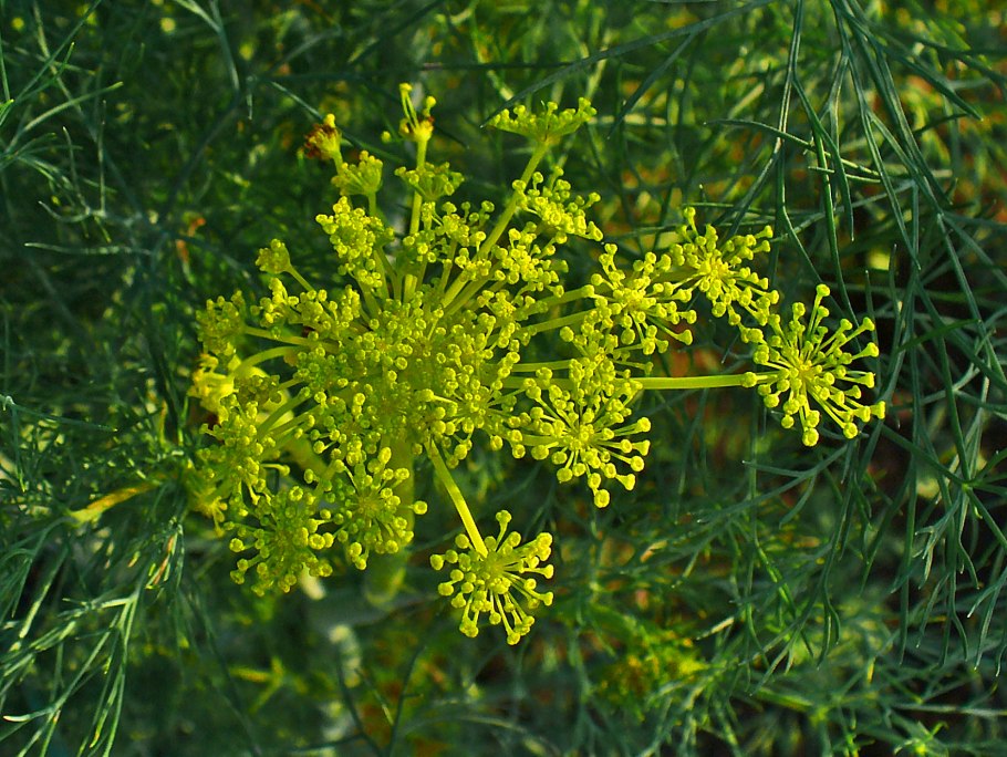 Фенхель. Foeniculum vulgare