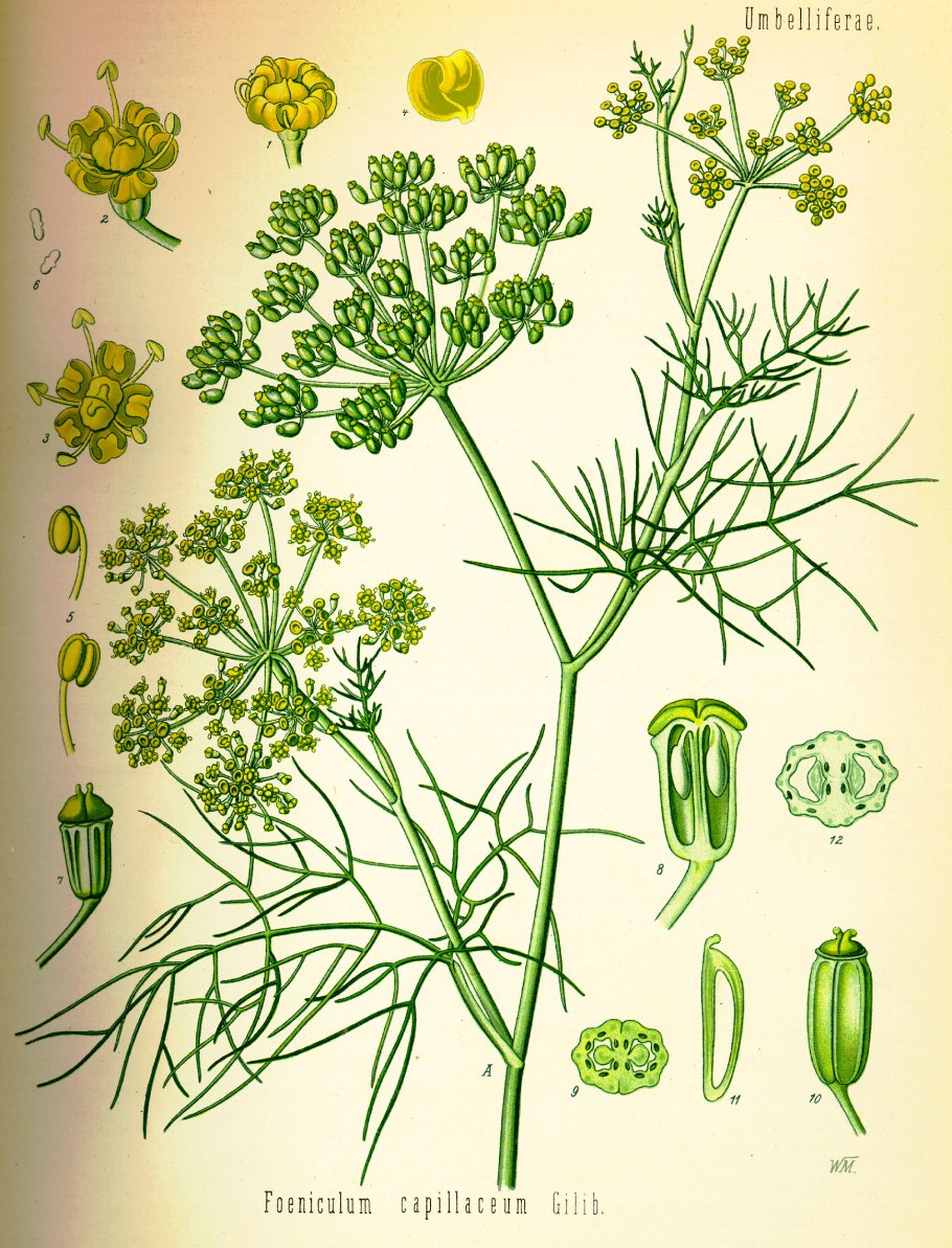 Фенхель обыкновенный Foeniculum vulgare