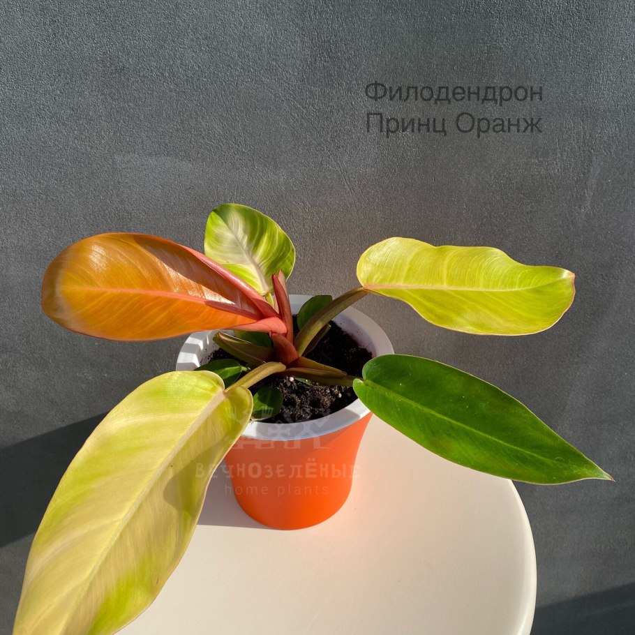 Филодендрон принц оранж