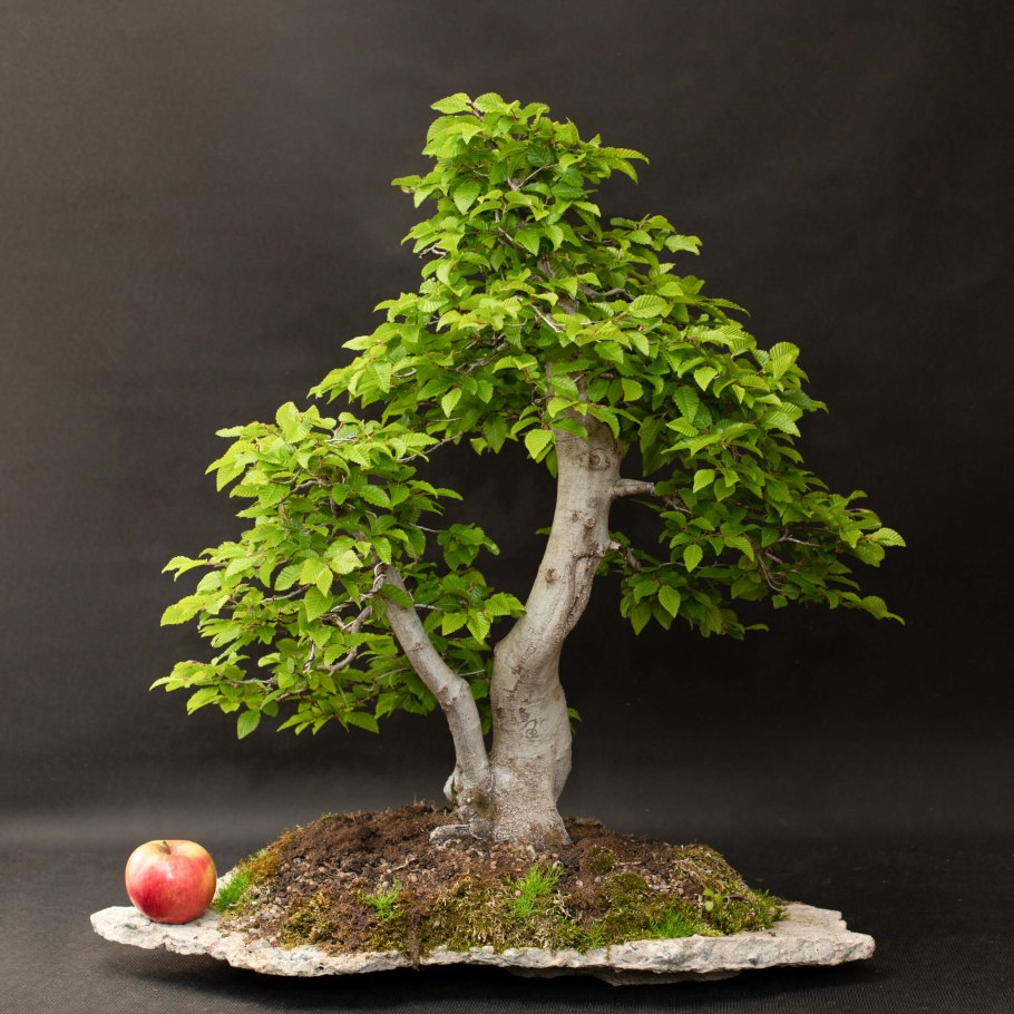 Платан бонсай