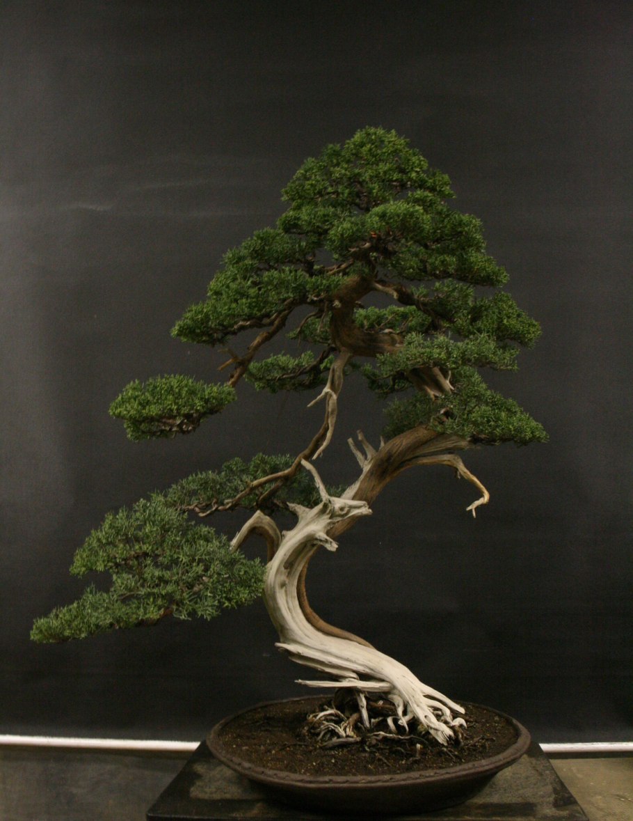 Бонсай Нэцунагари