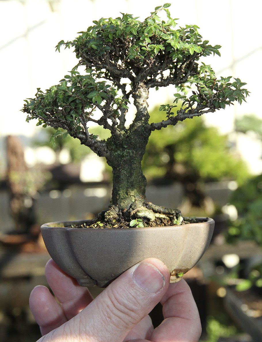 Мелия бонсай