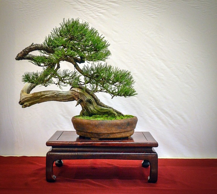 Шаккан бонсай