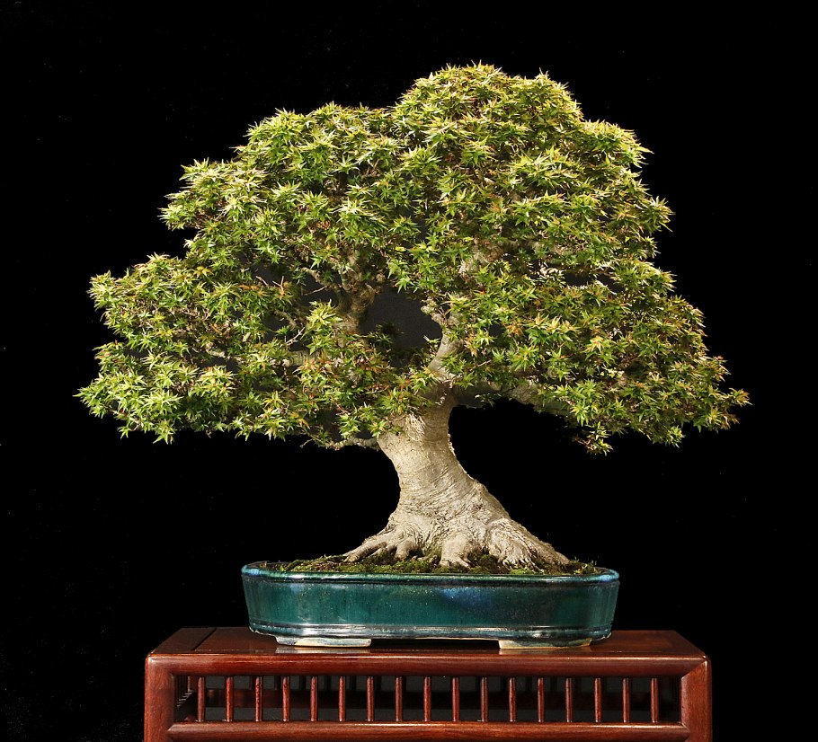 Банзай китайское дерево