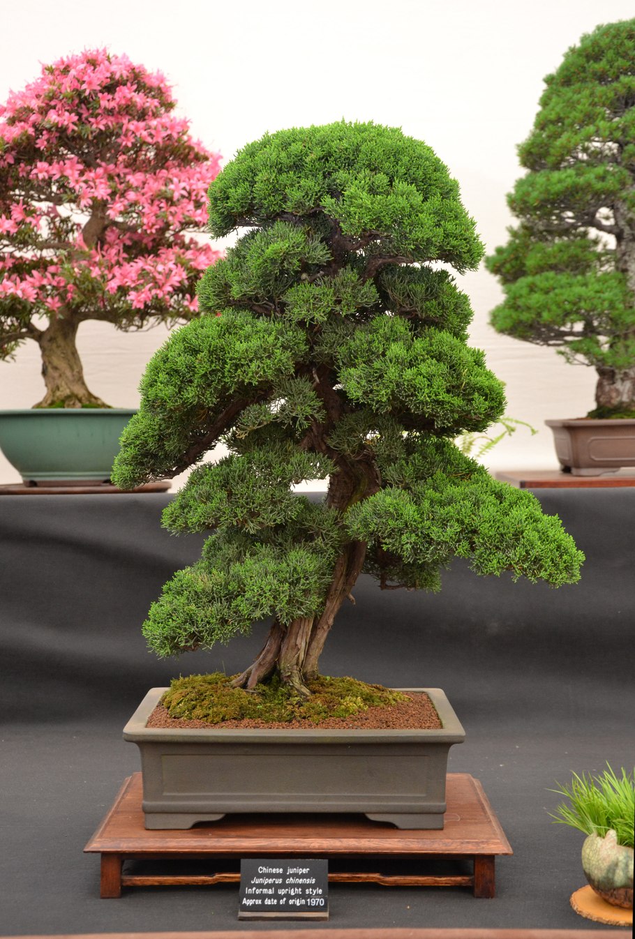 Yoshino бонсай